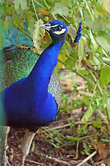 Image showing The peacock