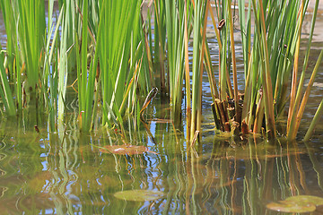 Image showing The pond