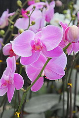 Image showing The orchid