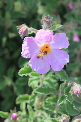 Image showing Spring flowers