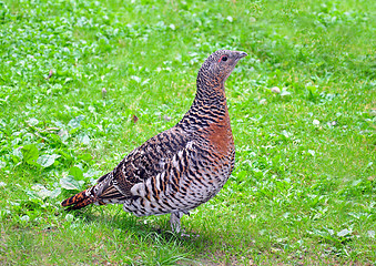 Image showing Capercaillie (Tetrao urogallus)