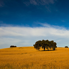 Image showing Yellow wheat field