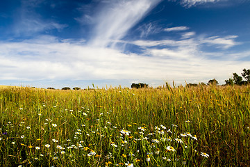 Image showing Yellow wheat field