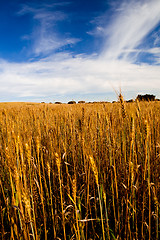 Image showing Yellow wheat field