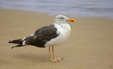 Image showing Seagull