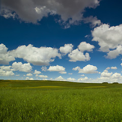 Image showing Green meadow