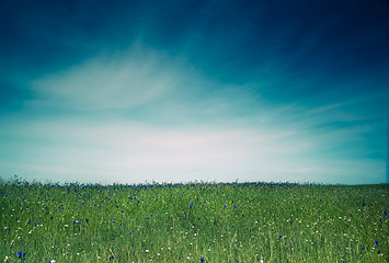 Image showing Green meadow