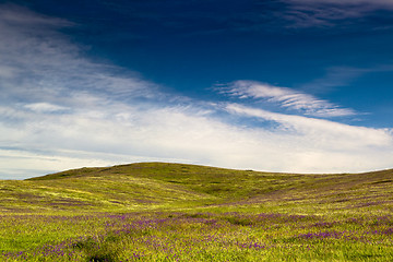 Image showing Green meadow