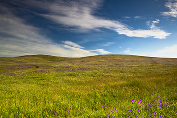 Image showing Green meadow