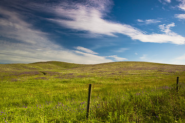 Image showing Green meadow