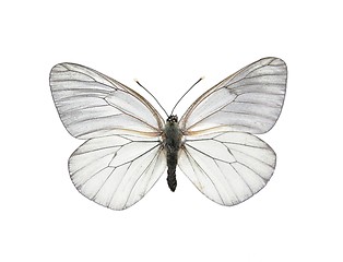 Image showing Black-veined White butterfly (Aporia crataegi)