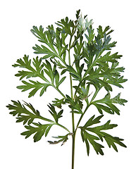 Image showing Common Wormwood (Artemisia absinthium)