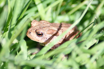 Image showing Toad in the grass