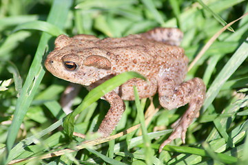 Image showing Toad in the grass