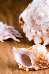 Image showing sea shells closeup