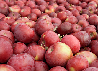 Image showing Many freshly picked red apples