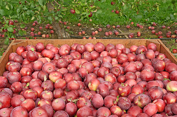 Image showing Freshly picked red apples in a crate