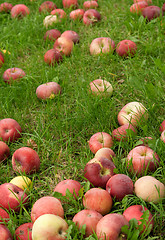 Image showing Fallen apples in green grass