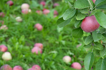 Image showing Ripe apple on a branch among green leaves