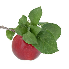 Image showing Red apple with leaves on a branch