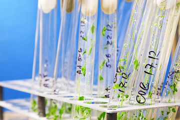 Image showing arabidopsis plants