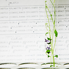 Image showing arabidopsis plants