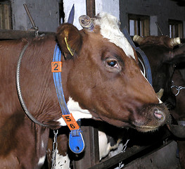 Image showing  cow