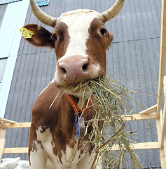 Image showing cow2
