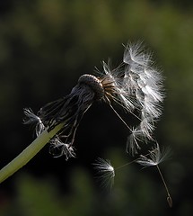 Image showing dandelion2