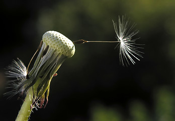 Image showing dandelion