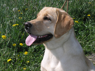 Image showing dog2