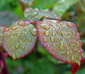 Image showing drops