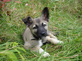 Image showing dog