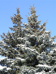 Image showing fir-trees