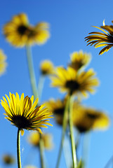 Image showing yellow camomiles