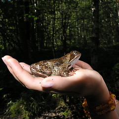 Image showing frog