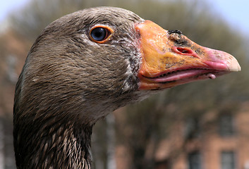 Image showing goose