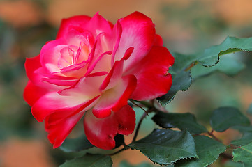 Image showing Rose