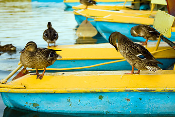 Image showing Having a rest ducks