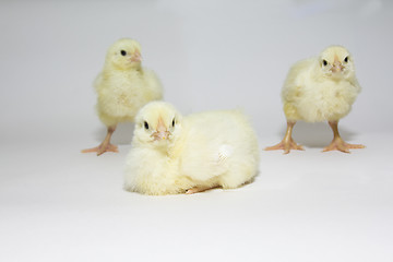 Image showing Chickens