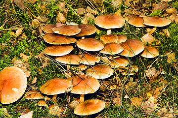 Image showing Wood mushrooms
