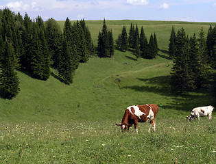 Image showing pastoral 