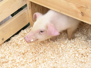 Image showing piglet