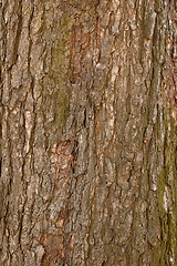 Image showing Bark 7