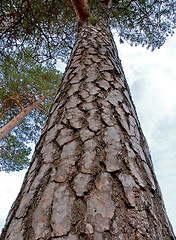 Image showing pine