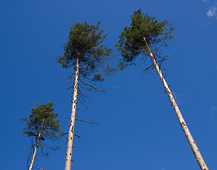 Image showing three high pines