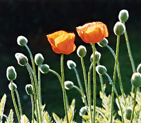 Image showing poppys