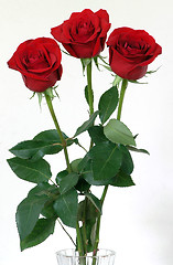 Image showing roses