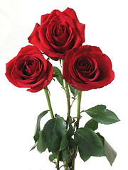 Image showing rose2