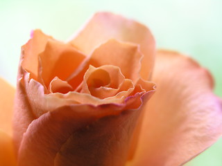 Image showing rose